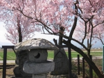 Dosojin and Cherry Blossoms